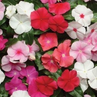 Pacifica XP Mix Vinca